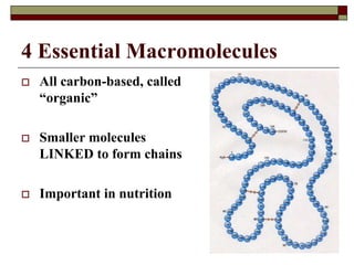 4 Essential Macromolecules
 All carbon-based, called
“organic”
 Smaller molecules
LINKED to form chains
 Important in nutrition
 