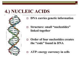 4.) NUCLEIC ACIDS
 DNA carries genetic information
 Structure: small “nucleotides”
linked together
 Order of four nucleotides creates
the “code” found in DNA
 ATP: energy currency in cells
 