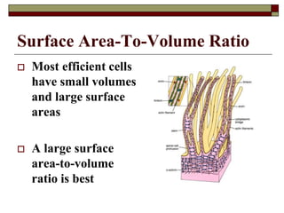 Surface Area-To-Volume Ratio
 Most efficient cells
have small volumes
and large surface
areas
 A large surface
area-to-volume
ratio is best
 
