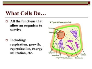 What Cells Do…
 All the functions that
allow an organism to
survive
 Including:
respiration, growth,
reproduction, energy
utilization, etc.
 