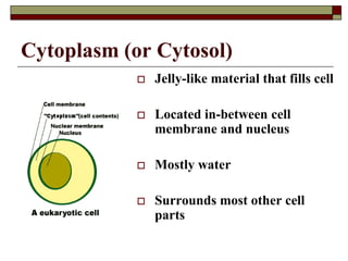 Cytoplasm (or Cytosol)
 Jelly-like material that fills cell
 Located in-between cell
membrane and nucleus
 Mostly water
 Surrounds most other cell
parts
 