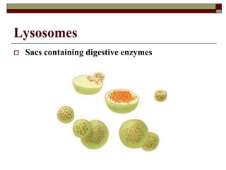 Lysosomes
 Sacs containing digestive enzymes
 