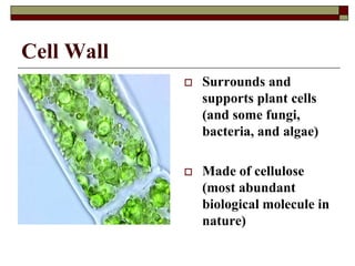 Cell Wall
 Surrounds and
supports plant cells
(and some fungi,
bacteria, and algae)
 Made of cellulose
(most abundant
biological molecule in
nature)
 