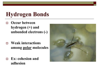 Hydrogen Bonds
 Occur between
hydrogen (+) and
unbonded electrons (-)
 Weak interactions
among polar molecules
 Ex: cohesion and
adhesion
 