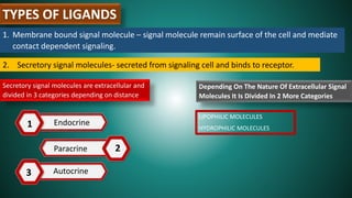 TYPES OF LIGANDS
1. Membrane bound signal molecule – signal molecule remain surface of the cell and mediate
contact dependent signaling.
2. Secretory signal molecules- secreted from signaling cell and binds to receptor.
Secretory signal molecules are extracellular and
divided in 3 categories depending on distance
1
2
3
Endocrine
Paracrine
Autocrine
Depending On The Nature Of Extracellular Signal
Molecules It Is Divided In 2 More Categories
LIPOPHILIC MOLECULES
HYDROPHILIC MOLECULES
 