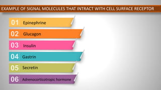 EXAMPLE OF SIGNAL MOLECULES THAT INTRACT WITH CELL SURFACE RECEPTOR
Epinephrine
Glucagon
Insulin
Gastrin
Secretin
Adrenocorticotropic hormone
 