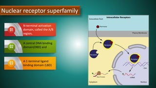 Nuclear receptor superfamily
N-terminal activation
domain, called the A/B
region,
A central DNA binding
domain(DBD) and
A C-terminal ligand
binding domain (LBD)
 