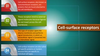 Cell-surface receptors
Cell-surface receptors, also known as
transmembrane receptors, are
proteins that are found attached to
the cell membrane.
These receptors bind to external
ligand molecules because ligands
do not travel across the cell
membrane.
This type of receptor spans the
plasma membrane and performs
signal transduction, in which an
extracellular signal is Converted into
an intercellular signal.
Cell-surface receptors are also called
cell-specific proteins or markers
because they are specific to
individual cell types.
 