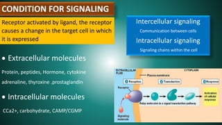 CONDITION FOR SIGNALING
Receptor activated by ligand, the receptor
causes a change in the target cell in which
it is expressed
 Extracellular molecules
Protein, peptides, Hormone, cytokine
adrenaline, thyroxine .prostaglandin
 Intracellular molecules
CCa2+, carbohydrate, CAMP/CGMP
Intercellular signaling
Communication between cells
Intracellular signaling
Signaling chains within the cell
 