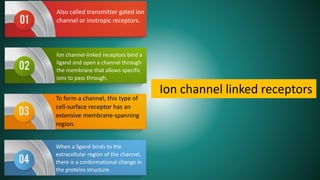 Ion channel linked receptors
Also called transmitter gated ion
channel or inotropic receptors.
lon channel-linked receptors bind a
ligand and open a channel through
the membrane that allows specific
ions to pass through.
To form a channel, this type of
cell-surface receptor has an
extensive membrane-spanning
region.
When a ligand binds to the
extracellular region of the channel,
there is a conformational change in
the proteins structure
 