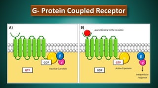 G- Protein Coupled Receptor
 