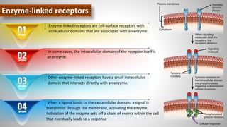 Enzyme-linked receptors
Enzyme-linked receptors are cell-surface receptors with
intracellular domains that are associated with an enzyme.
In some cases, the intracellular domain of the receptor itself is
an enzyme.
Other enzyme-linked receptors have a small intracellular
domain that interacts directly with an enzyme.
When a ligand binds to the extracellular domain, a signal is
transferred through the membrane, activating the enzyme.
Activation of the enzyme sets off a chain of events within the cell
that eventually leads to a response
 