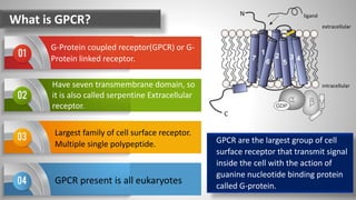 What is GPCR?
G-Protein coupled receptor(GPCR) or G-
Protein linked receptor.
Have seven transmembrane domain, so
it is also called serpentine Extracellular
receptor.
Largest family of cell surface receptor.
Multiple single polypeptide.
GPCR present is all eukaryotes
GPCR are the largest group of cell
surface receptor that transmit signal
inside the cell with the action of
guanine nucleotide binding protein
called G-protein.
 