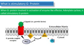 What is stimulatory G- Protein
When G- protein involved in activation of enzyme like effector, Adenylate cyclase, is
called stimulatory G-protein
 