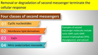 Removal or degradation of second messenger terminate the
cellular response
Four classes of second messengers
Cyclic nucleotides
Membrane lipid derivatives
Ca2+
Nitric oxide/carbon monoxide
Examples of second
messenger molecules include
cyclic AMP, cyclic GMP,
inositol trisphosphate (IP3),
diacylglycerol, and calcium
 
