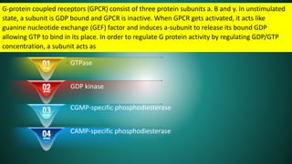 G-protein coupled receptors (GPCR) consist of three protein subunits a. B and y. In unstimulated
state, a subunit is GDP bound and GPCR is inactive. When GPCR gets activated, it acts like
guanine nucleotide exchange (GEF) factor and induces a-subunit to release its bound GDP
allowing GTP to bind in its place. In order to regulate G protein activity by regulating GDP/GTP
concentration, a subunit acts as
GTPase
GDP kinase
CGMP-specific phosphodiesterase
CAMP-specific phosphodiesterase
 