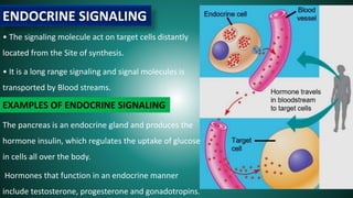 • The signaling molecule act on target cells distantly
located from the Site of synthesis.
• It is a long range signaling and signal molecules is
transported by Blood streams.
The pancreas is an endocrine gland and produces the
hormone insulin, which regulates the uptake of glucose
in cells all over the body.
Hormones that function in an endocrine manner
include testosterone, progesterone and gonadotropins.
ENDOCRINE SIGNALING
EXAMPLES OF ENDOCRINE SIGNALING
 