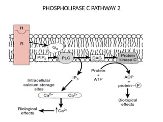 CELL SIGNALIING AND MECHANISMS OF ACTION OF HORMONES 2022.pptx