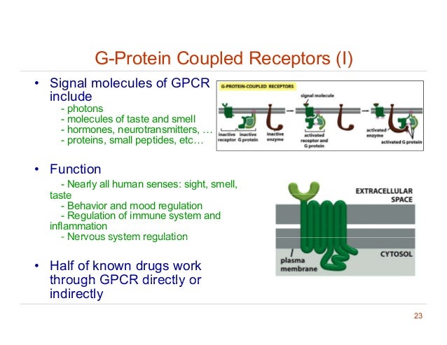 essays in g protein coupled receptors Figure 1: a conceptual cartoon of a g-protein coupled receptor in the plasma membrane with the characteristic seven α-helical transmembrane segments. essays in g protein coupled receptors Figure 1: a conceptual cartoon of a g-protein coupled receptor in the plasma membrane with the characteristic seven α-helical transmembrane segments.