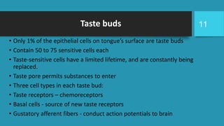 Taste buds
• Only 1% of the epithelial cells on tongue’s surface are taste buds
• Contain 50 to 75 sensitive cells each
• Taste-sensitive cells have a limited lifetime, and are constantly being
replaced.
• Taste pore permits substances to enter
• Three cell types in each taste bud:
• Taste receptors – chemoreceptors
• Basal cells - source of new taste receptors
• Gustatory afferent fibers - conduct action potentials to brain
11
 