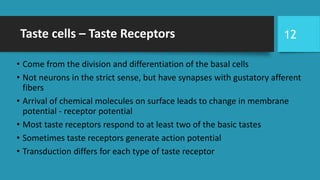 Taste cells – Taste Receptors
• Come from the division and differentiation of the basal cells
• Not neurons in the strict sense, but have synapses with gustatory afferent
fibers
• Arrival of chemical molecules on surface leads to change in membrane
potential - receptor potential
• Most taste receptors respond to at least two of the basic tastes
• Sometimes taste receptors generate action potential
• Transduction differs for each type of taste receptor
12
 