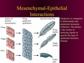 Mesenchymal-Epithelial
Interactions
Epidermis is competent
to differentiate into
epidermal structures
(follicles). The dermis
is the source of
inducing signals to
specify the type of
epidermal structure
formed.
 