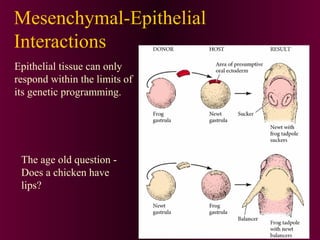 Mesenchymal-Epithelial
Interactions
Epithelial tissue can only
respond within the limits of
its genetic programming.
The age old question -
Does a chicken have
lips?
 