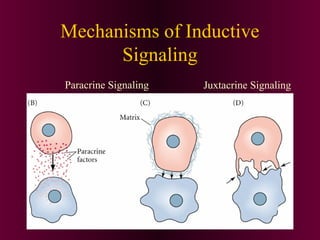 Mechanisms of Inductive
Signaling
Paracrine Signaling Juxtacrine Signaling
 