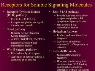 Receptors for Soluble Signaling Molecules
• Receptor Tyrosine Kinase
(RTK) pathway
– FGFR, EGFR, PDGFR
– Receptor coupled to ras signal
transduction cascade
• Smad pathway
– Bipartite Serine/Threonine
Kinase Receptors
– AcRI/II, TGFβRI/II, BMPRI/IIs
– Receptors activate Smad
transcription factors
• Wnt-β-catenin pathway
– Frizzled family of receptors
– Activation of pathway allows β-
catenin to enter nucleus
• JAK-STAT pathway
– Peptide hormone or cytokine
receptor coupled to a Jak
cytoplasmic tyrosine kinase
– Jaks activate STAT
transcription factors
• Hedgehog Pathway
– Patched and smoothened co-
receptors
– Activation of pathway
converts Ci txn’l repressor to
activator
• Steroids/Retinoids
– Nuclear/DNA binding
receptors
– Hormone permits entry into
nucleus, alters DNA binding
conformation, or allows
interaction with co-txn factors
 