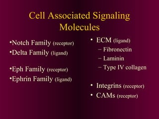 Cell Associated Signaling
Molecules
• ECM (ligand)
– Fibronectin
– Laminin
– Type IV collagen
• Integrins (receptor)
• CAMs (receptor)
•Notch Family (receptor)
•Delta Family (ligand)
•Eph Family (receptor)
•Ephrin Family (ligand)
 