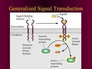 Generalized Signal Transduction
 