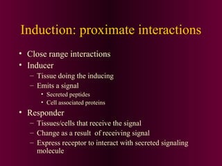 Induction: proximate interactions
• Close range interactions
• Inducer
– Tissue doing the inducing
– Emits a signal
• Secreted peptides
• Cell associated proteins
• Responder
– Tissues/cells that receive the signal
– Change as a result of receiving signal
– Express receptor to interact with secreted signaling
molecule
 