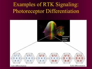 Examples of RTK Signaling:
Photoreceptor Differentiation
 