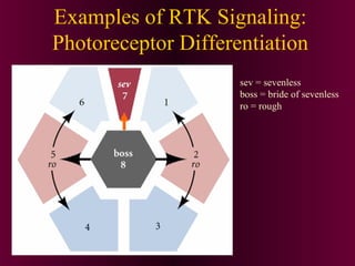 Examples of RTK Signaling:
Photoreceptor Differentiation
sev = sevenless
boss = bride of sevenless
ro = rough
 