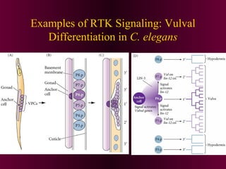 Examples of RTK Signaling: Vulval
Differentiation in C. elegans
 