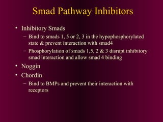 Smad Pathway Inhibitors
• Inhibitory Smads
– Bind to smads 1, 5 or 2, 3 in the hypophosphorylated
state & prevent interaction with smad4
– Phosphorylation of smads 1,5, 2 & 3 disrupt inhibitory
smad interaction and allow smad 4 binding
• Noggin
• Chordin
– Bind to BMPs and prevent their interaction with
receptors
 