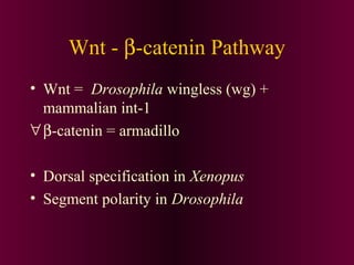 • Wnt = Drosophila wingless (wg) +
mammalian int-1
∀β-catenin = armadillo
• Dorsal specification in Xenopus
• Segment polarity in Drosophila
Wnt - β-catenin Pathway
 