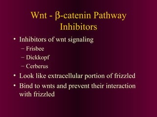 • Inhibitors of wnt signaling
– Frisbee
– Dickkopf
– Cerberus
• Look like extracellular portion of frizzled
• Bind to wnts and prevent their interaction
with frizzled
Wnt - β-catenin Pathway
Inhibitors
 