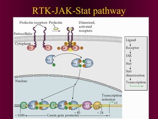 RTK-JAK-Stat pathway
 