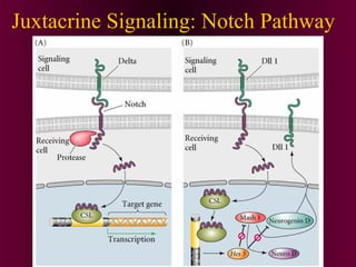 Juxtacrine Signaling: Notch Pathway
 
