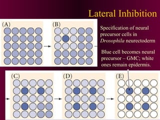 Lateral Inhibition
Specification of neural
precursor cells in
Drosophila neurectoderm
Blue cell becomes neural
precursor – GMC; white
ones remain epidermis.
 