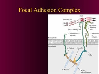 Focal Adhesion Complex
 