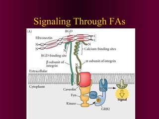 Signaling Through FAs
 