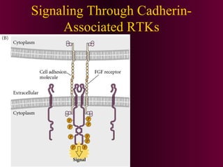 Signaling Through Cadherin-
Associated RTKs
 