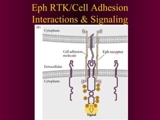 Eph RTK/Cell Adhesion
Interactions & Signaling
Eph receptor
 