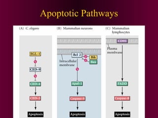 Apoptotic Pathways
 