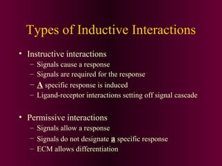 Types of Inductive Interactions
• Instructive interactions
– Signals cause a response
– Signals are required for the response
– A specific response is induced
– Ligand-receptor interactions setting off signal cascade
• Permissive interactions
– Signals allow a response
– Signals do not designate a specific response
– ECM allows differentiation
 