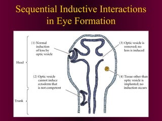 Sequential Inductive Interactions
in Eye Formation
 