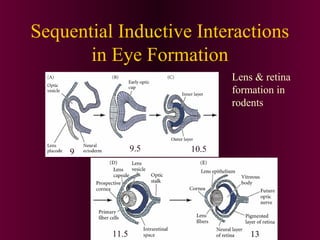 Sequential Inductive Interactions
in Eye Formation
Lens & retina
formation in
rodents
9 9.5 10.5
11.5 13
 
