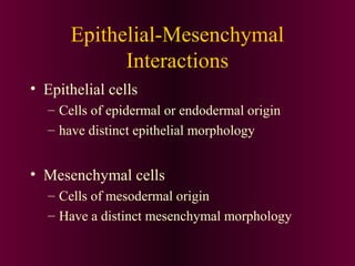 Epithelial-Mesenchymal
Interactions
• Epithelial cells
– Cells of epidermal or endodermal origin
– have distinct epithelial morphology
• Mesenchymal cells
– Cells of mesodermal origin
– Have a distinct mesenchymal morphology
 